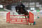 Horse ad