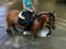 Horse ad
