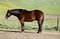 Horse ad
