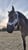 Horse ad