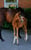 Horse ad