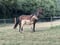 Horse ad