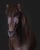 Horse ad