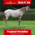 Annuncio cavallo