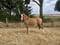 Annuncio cavallo