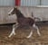 Annuncio cavallo