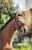 Horse ad