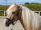 Horse ad