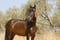 Horse ad