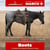 Horse ad