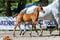 Annuncio cavallo