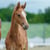 Horse ad