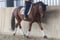 Horse ad
