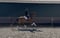 Annonce cheval