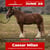 Annuncio cavallo