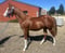 Horse ad
