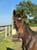 Annuncio cavallo
