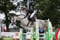 Horse ad