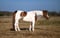 Annuncio cavallo