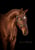 Horse ad