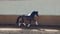 Horse ad