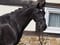 Horse ad