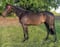 Horse ad