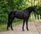 Annuncio cavallo
