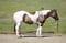 Horse ad