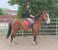 Horse ad