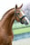 Annuncio cavallo