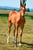 Horse ad