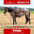 Paardadvertentie