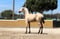 Annuncio cavallo