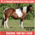 Annuncio cavallo