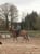 Horse ad