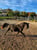 Horse ad