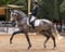 Horse ad