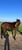 Horse ad