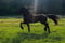 Horse ad