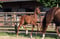 Annuncio cavallo