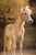 Annonce cheval