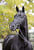 Annuncio cavallo