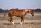 Horse ad