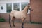 Annuncio cavallo