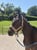 Horse ad