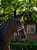 Horse ad