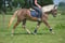 Horse ad