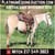 Horse ad