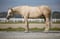 Annuncio cavallo